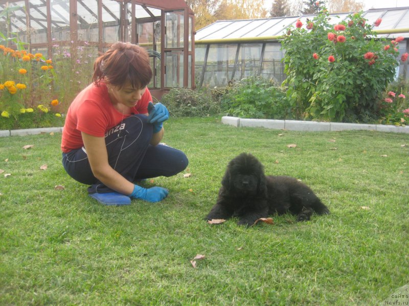 Фото: ньюфаундленд Черная Жемчужина от Сибирского Медведя