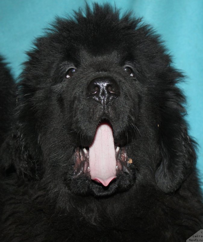 Фотография № 169906