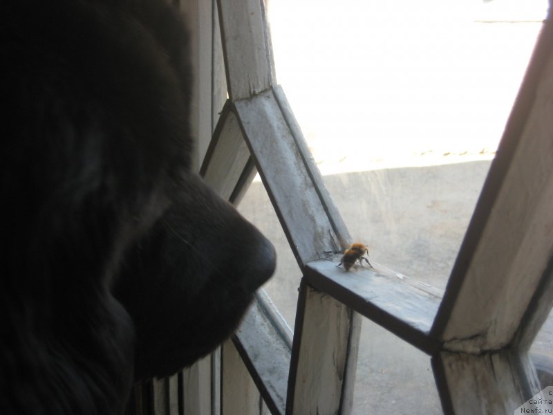 Фото: ньюфаундленд Черная Жемчужина от Сибирского Медведя