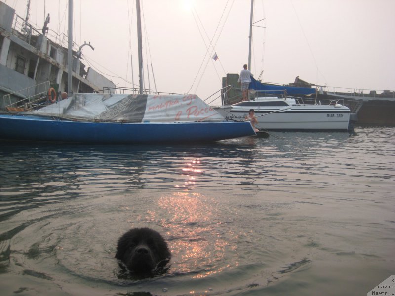 Фото: ньюфаундленд Черная Жемчужина от Сибирского Медведя