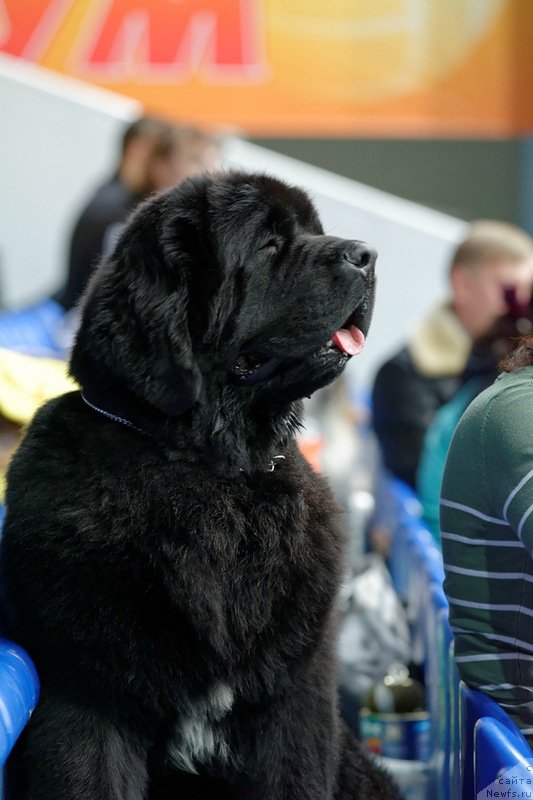 Фото: ньюфаундленд Аквиан Сонг Ларс Бергер (Akvian Song Lars Berger)