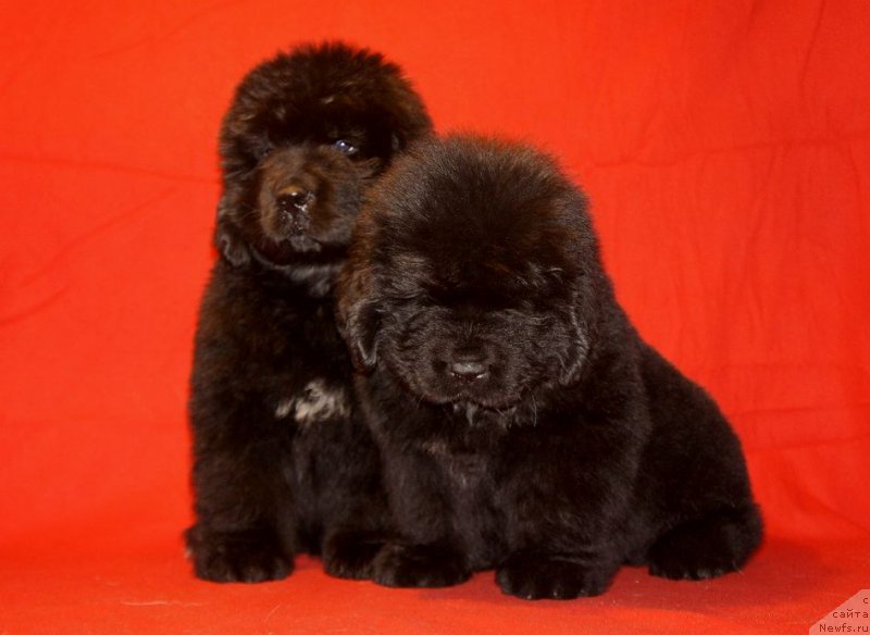 Фото: ньюфаундленд Смигар Эврисинг из Посибл (Smigar Everything iz Possible), ньюфаундленд Смигар Эври Бит ов Май Хат (Smigar Every Beat of My Heart)