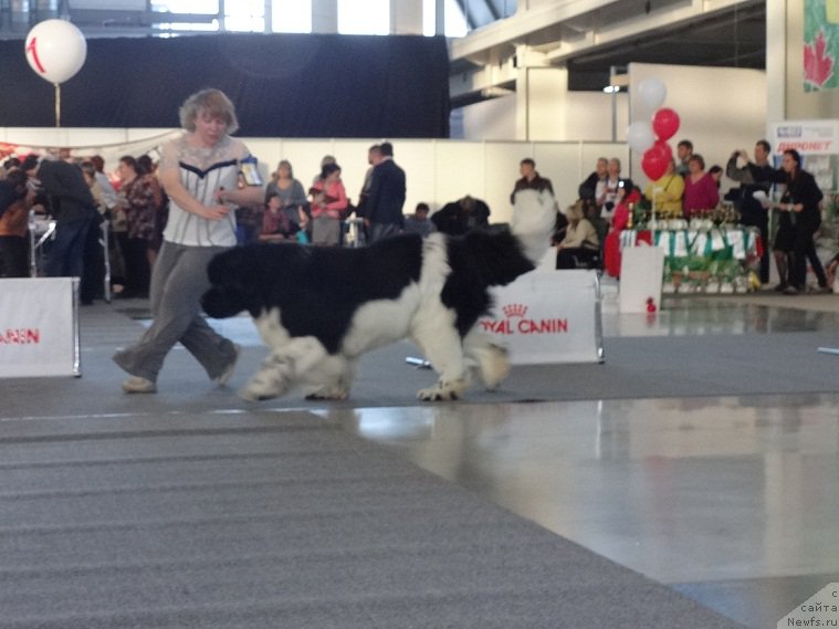 Фото: ньюфаундленд Супер Бизон Космос (Super Bizon Cosmos)