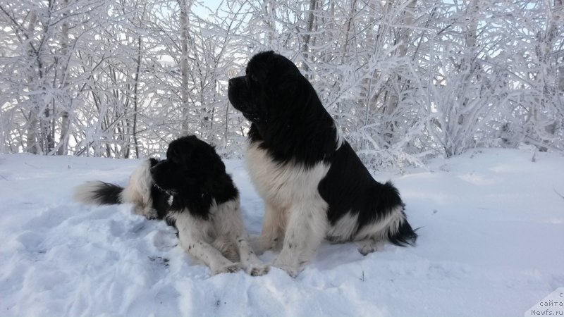 Фото: Аквиан Сонг Кроун Роял, Отрада Чудная Моя из Тихого Омута