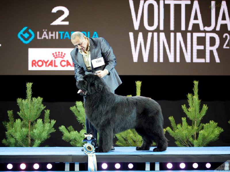 Фото: ньюфаундленд Звездный Дар Агасси (Zvezdnij Dar Agassi)