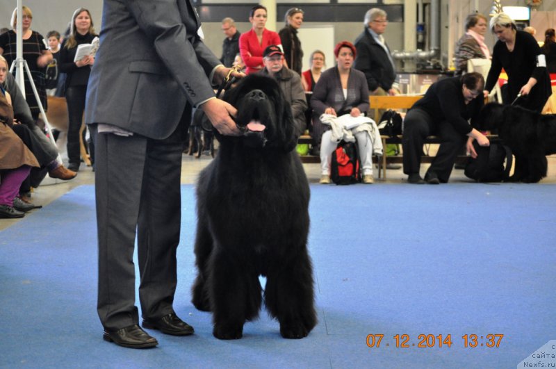 Фото: ньюфаундленд Звездный Дар Агасси (Zvezdnij Dar Agassi)