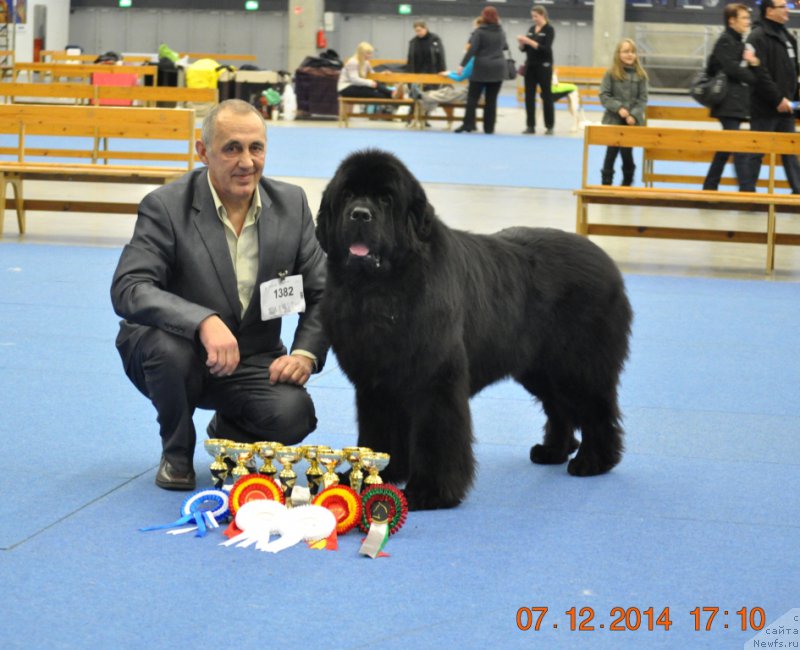 Фото: ньюфаундленд Звездный Дар Агасси (Zvezdnij Dar Agassi)