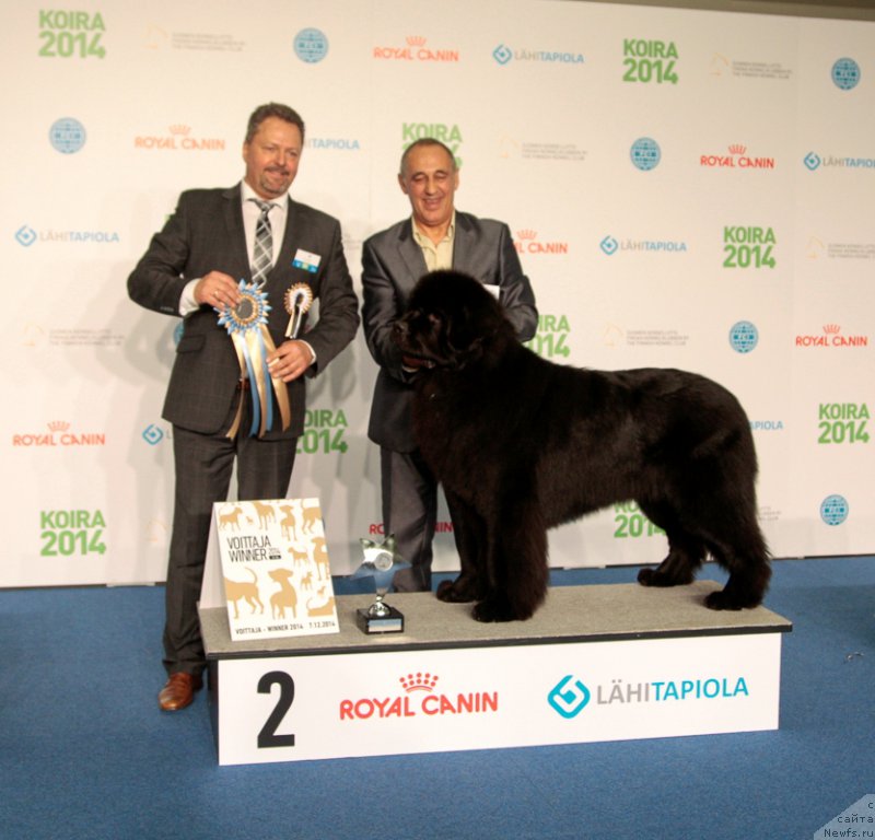 Фото: ньюфаундленд Звездный Дар Агасси (Zvezdnij Dar Agassi)