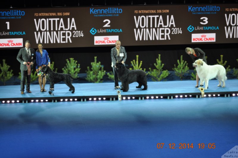 Фото: ньюфаундленд Звездный Дар Агасси (Zvezdnij Dar Agassi)