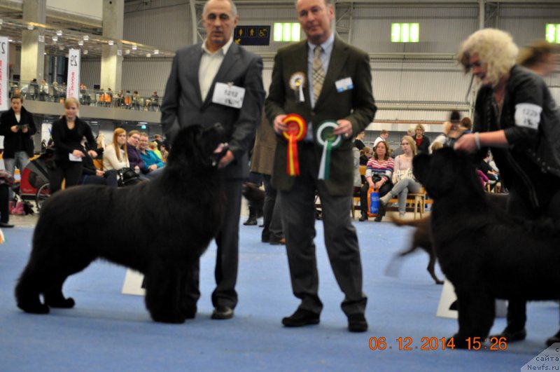 Фото: ньюфаундленд Звездный Дар Агасси (Zvezdnij Dar Agassi)