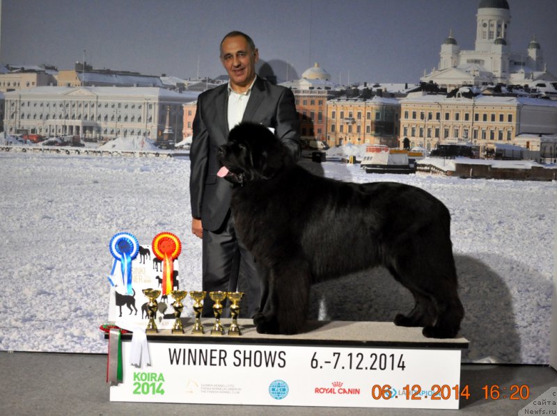 Фото: ньюфаундленд Звездный Дар Агасси (Zvezdnij Dar Agassi)