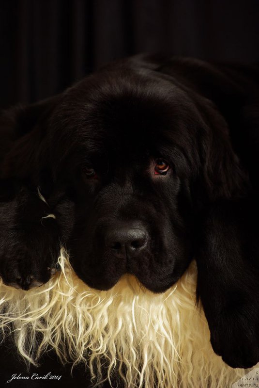 Фото: ньюфаундленд Черная Мафия Маубе Ше Вилл (Chernaya Mafia Maybe She Will)