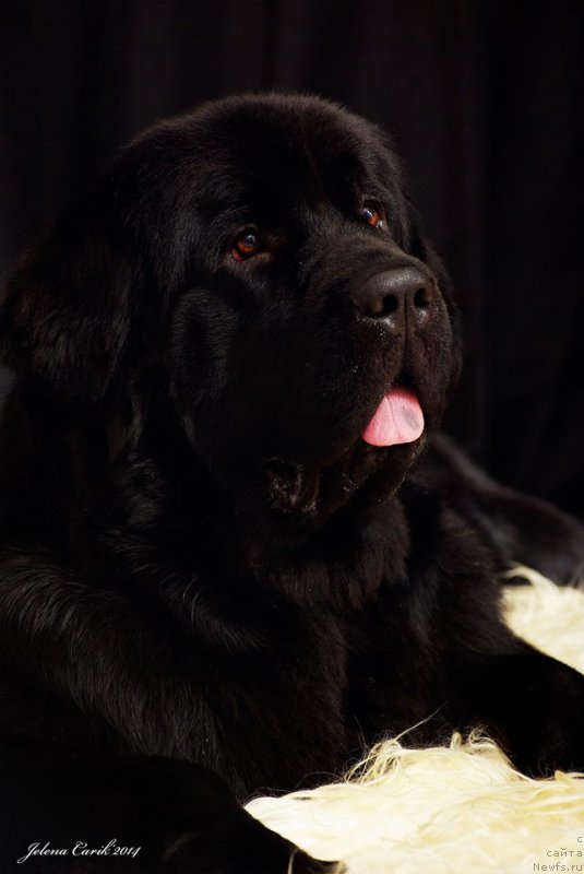 Фото: ньюфаундленд Черная Мафия Маубе Ше Вилл (Chernaya Mafia Maybe She Will)
