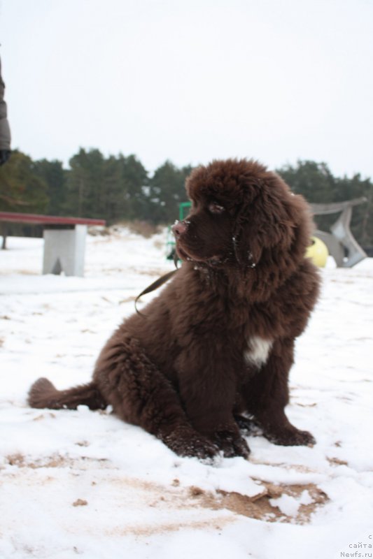 Фото: ньюфаундленд Enisey Chocko Stream Super Mishka