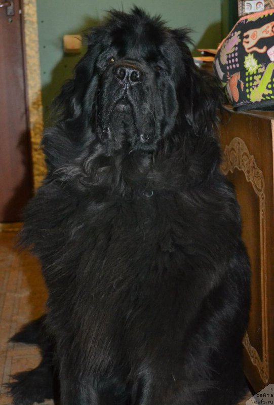 Фото: ньюфаундленд Черная Мафия Зоом Инто Ме (Chernaya Mafia Zoom Into Me)