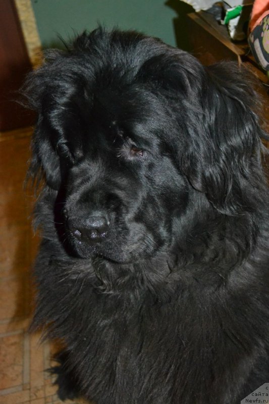 Фото: ньюфаундленд Черная Мафия Зоом Инто Ме (Chernaya Mafia Zoom Into Me)