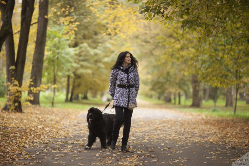 Фото: ньюфаундленд Velyke Malyatko Bayaderka Yurka, Ксения Чеснокова