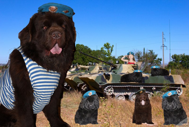 Фото: ньюфаундленд Чармер Денкам Бронз (Charmer Denkam Bronze)