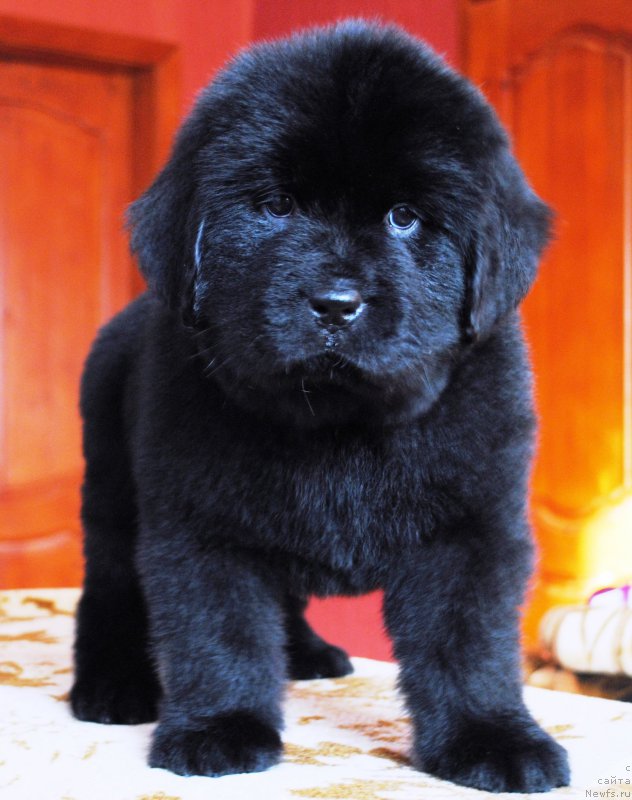 Фото: ньюфаундленд Моя Стихия Императрица Мария