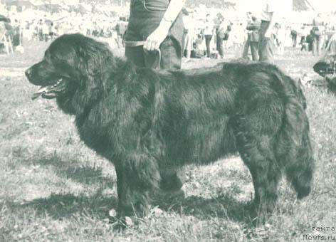 Фото: ньюфаундленд Элис Урс