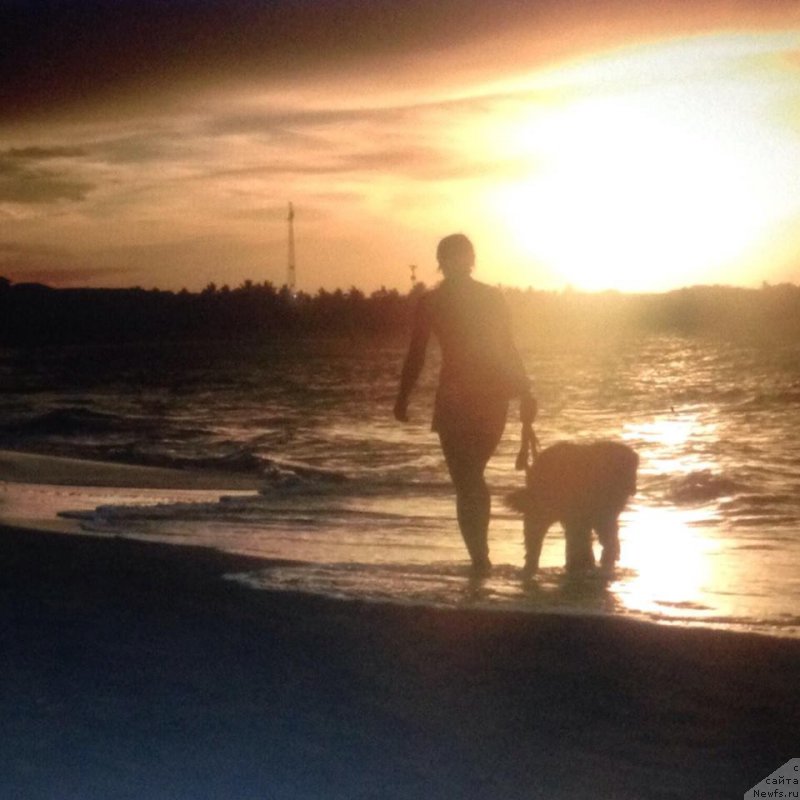 Фото: Ксения Абатурова, ньюфаундленд Питерньюф ИМХО (Piternyuf IMXO)