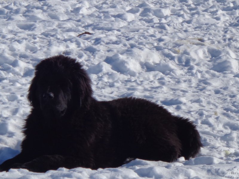 Фото: ньюфаундленд Викториус Смайл