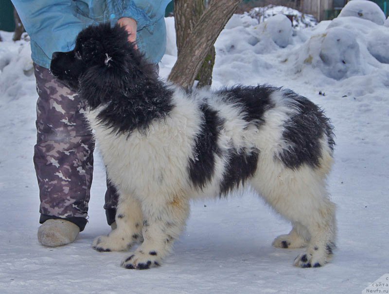 Фотография № 170017