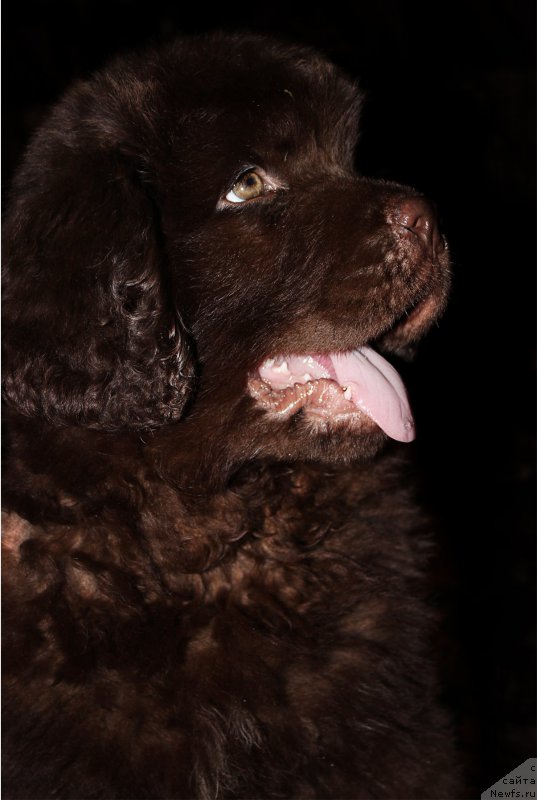 Фото: ньюфаундленд Наоми Таголири фор Браунблад (Naomi Tagoliri for Brouwnblood)