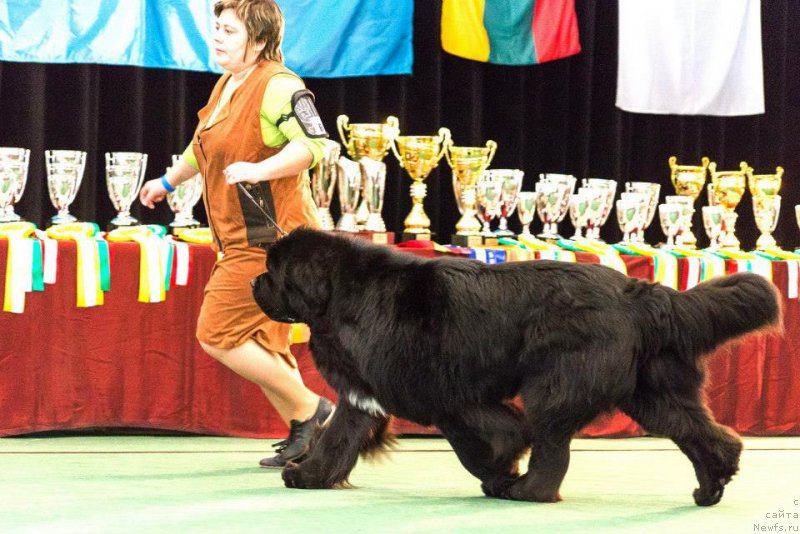 Фото: ньюфаундленд Bowaters Braveheart Nuo Ozo Kalvu