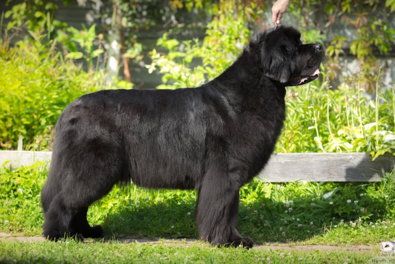Фото: ньюфаундленд Бегущая по Волнам Дансинг Квин (Beguschaya po Volnam Dancing Queen)