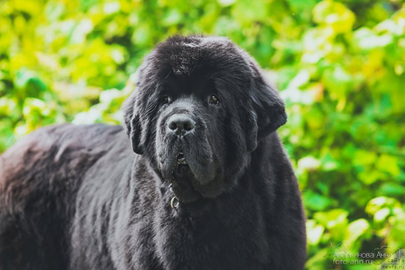 Фото: ньюфаундленд Бегущая по Волнам Дансинг Квин (Beguschaya po Volnam Dancing Queen)