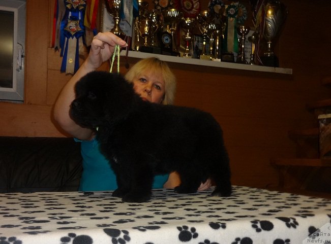 Фото: ньюфаундленд Ньюфорт Царица Ночи