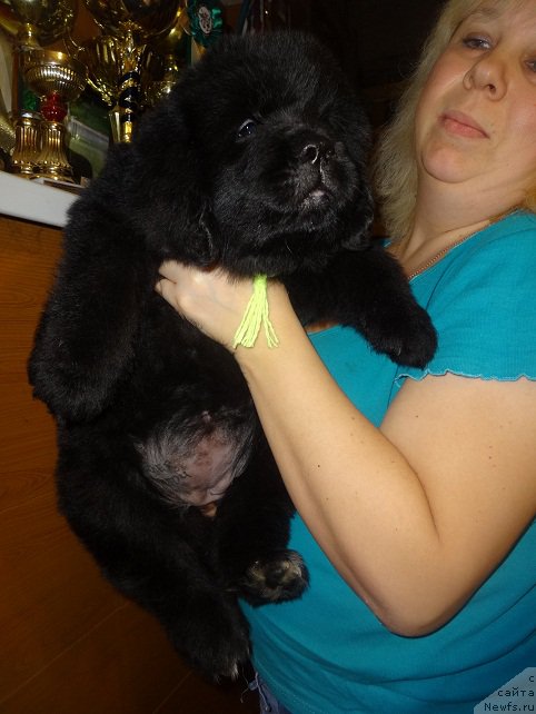 Фото: ньюфаундленд Ньюфорт Царица Ночи