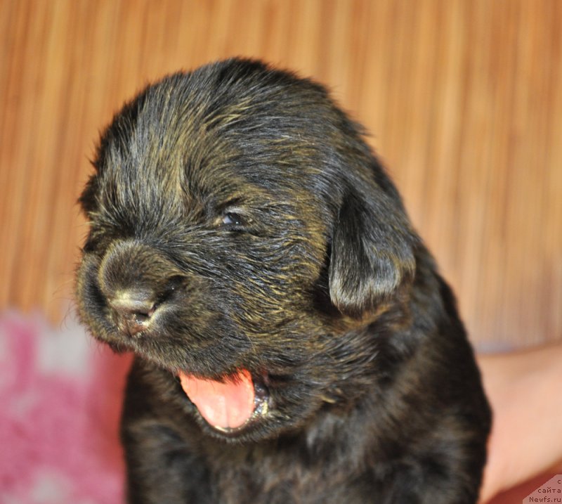 Фото: ньюфаундленд Бегущая по Волнам Дансинг Квин (Beguschaya po Volnam Dancing Queen)