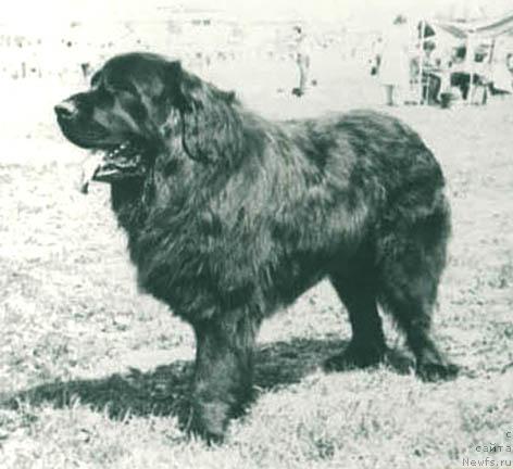 Фото: ньюфаундленд Юкфил Ник Ви