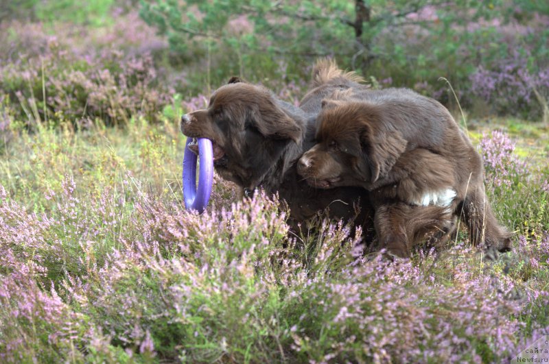 Фото: ньюфаундленд Акватория Келвин Хизер Хани (Aquatoriya Kelvin Heather Honey), ньюфаундленд Фанньюф Аурика Абиссиния