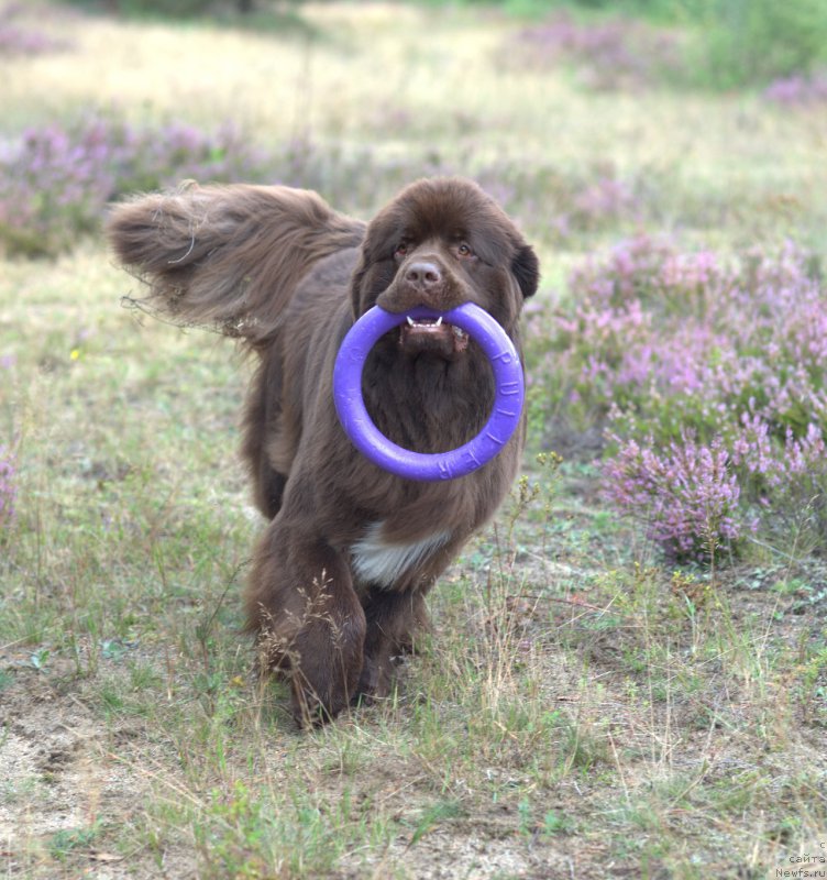Фото: ньюфаундленд Акватория Келвин Хизер Хани (Aquatoriya Kelvin Heather Honey)