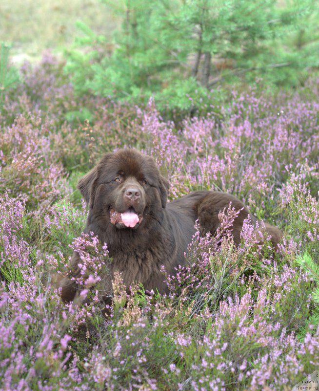 Фото: ньюфаундленд Акватория Келвин Хизер Хани (Aquatoriya Kelvin Heather Honey)