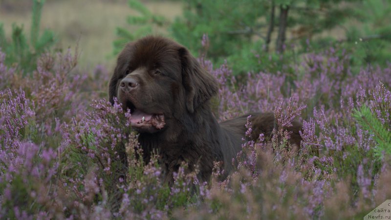 Фото: ньюфаундленд Акватория Келвин Хизер Хани (Aquatoriya Kelvin Heather Honey)