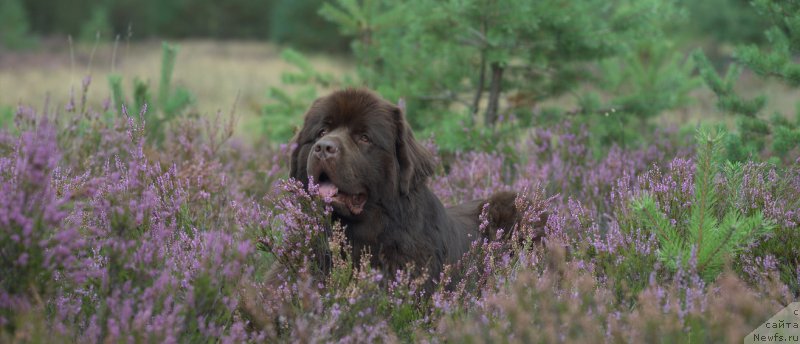 Фото: ньюфаундленд Акватория Келвин Хизер Хани (Aquatoriya Kelvin Heather Honey)