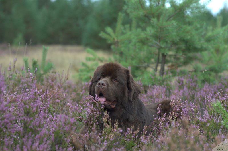 Фото: ньюфаундленд Акватория Келвин Хизер Хани (Aquatoriya Kelvin Heather Honey)