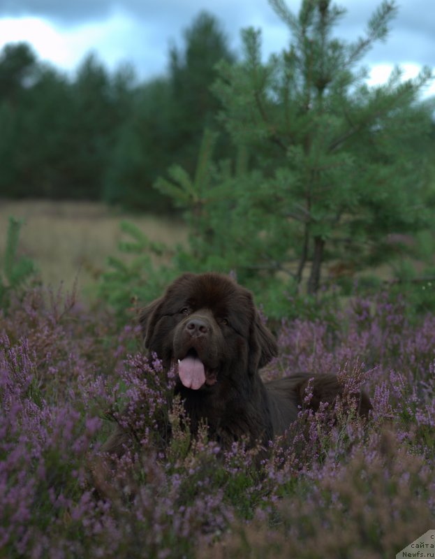Фото: ньюфаундленд Акватория Келвин Хизер Хани (Aquatoriya Kelvin Heather Honey)