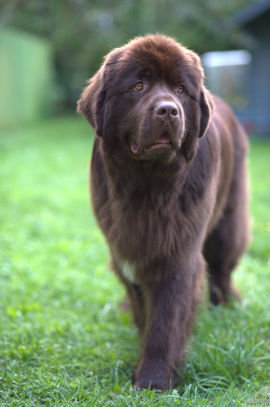 Фото: ньюфаундленд Акватория Келвин Хизер Хани (Aquatoriya Kelvin Heather Honey)