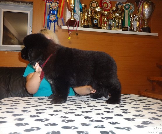 Фото: ньюфаундленд Ньюфорт Царица Ночи