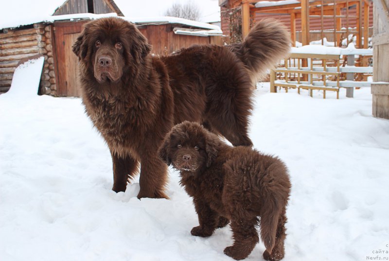 Фото: ньюфаундленд Наоми Таголири фор Браунблад (Naomi Tagoliri for Brouwnblood), ньюфаундленд Сверкающая Гора Машаме (Sverkayuzhaya Gora Mashame)