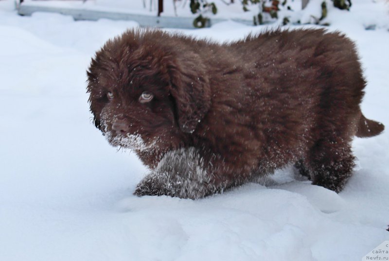 Фото: ньюфаундленд Наоми Таголири фор Браунблад (Naomi Tagoliri for Brouwnblood)