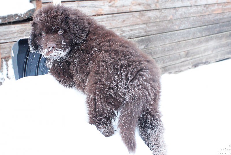 Фото: ньюфаундленд Наоми Таголири фор Браунблад (Naomi Tagoliri for Brouwnblood)