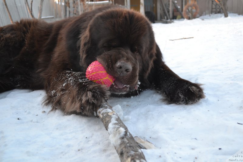 Фото: ньюфаундленд Акватория Келвин Риверданс (Aquatoriya Kelvin Riverdance)