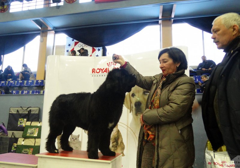 Фото: ньюфаундленд Бегущая по Волнам Фрозен Веату (Beguschaya po Volnam Frozen Beauty), Татьяна Зуева