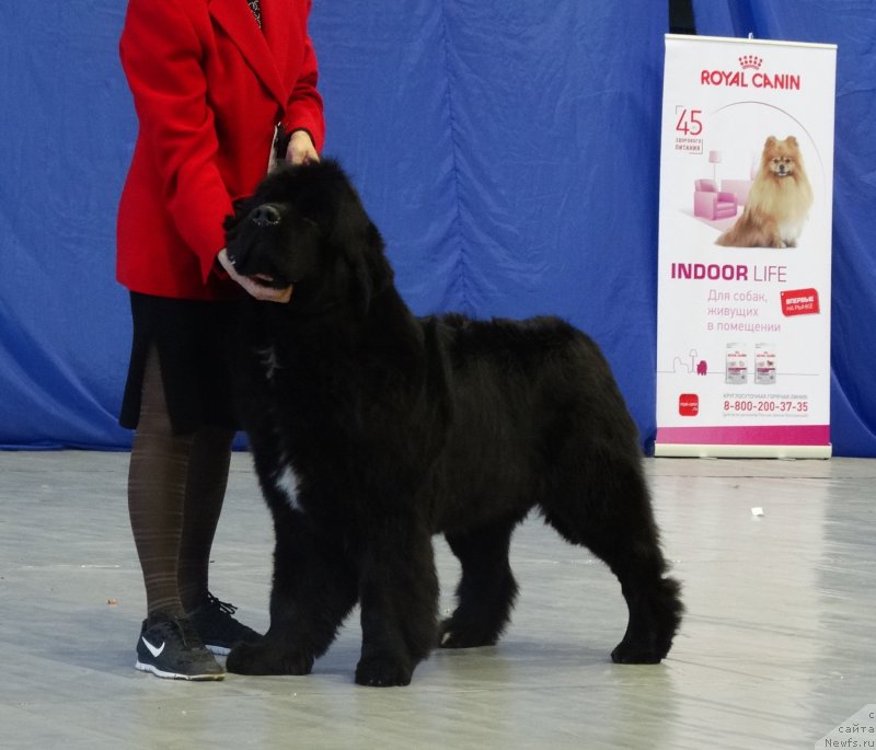 Фото: ньюфаундленд Бегущая по Волнам Фрозен Веату (Beguschaya po Volnam Frozen Beauty)